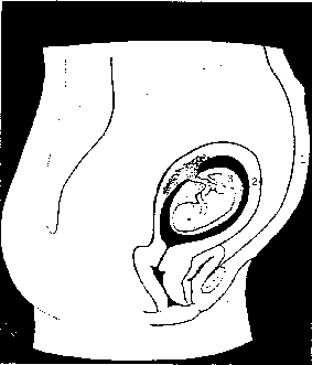 Scientist's Interpretation References Embryology Qur'an